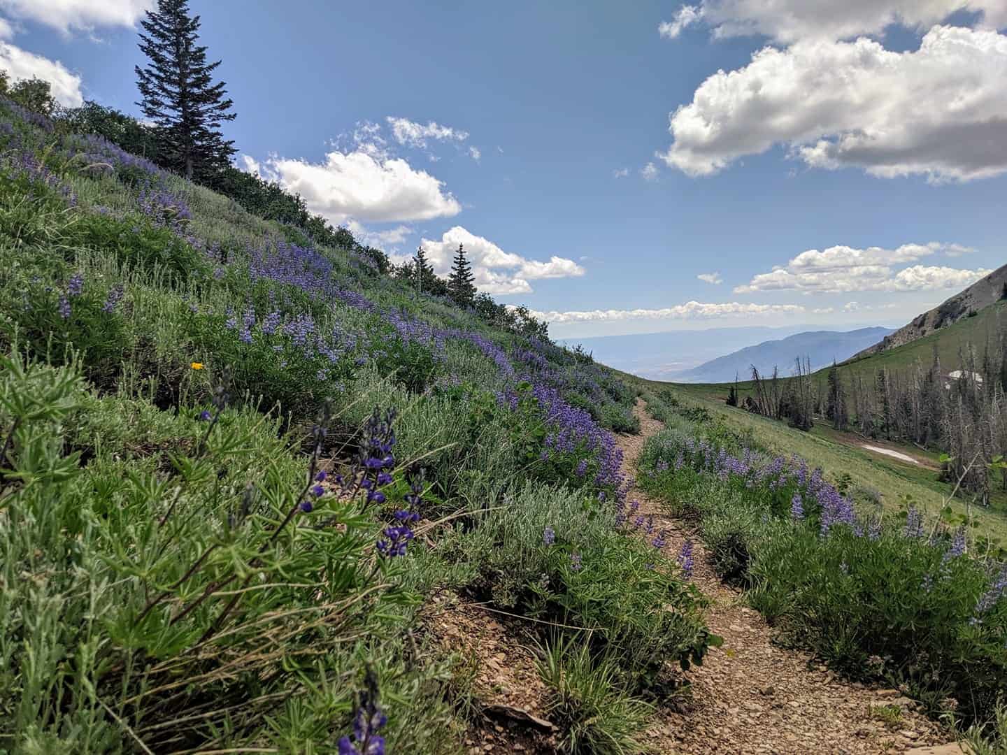 Mt. Nebo Utah Hike & Camping Guide | Outdoorsy Nomad